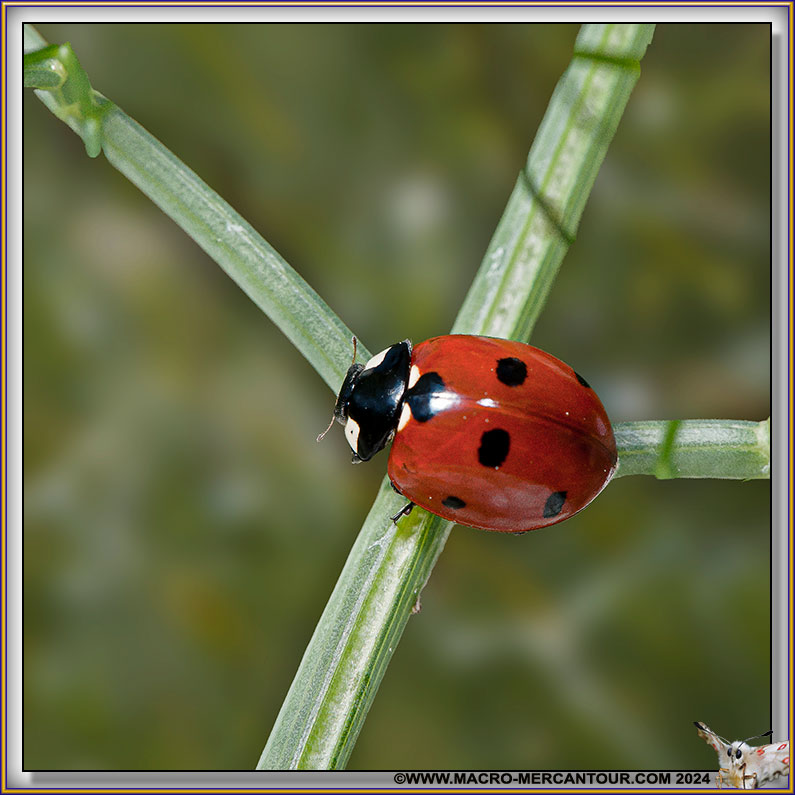 Coccinelle